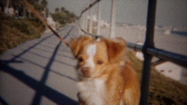 1956: Small pomeranian dog leashed on beach sidewalk.