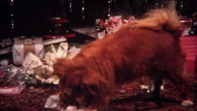 1956: Dog opens Christmas gift ripping open newspaper wrapping.