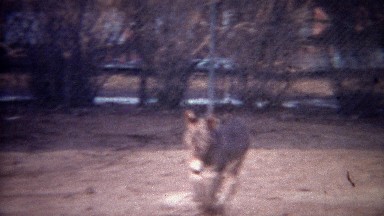 1956: Baby donkey running towards fence to greet awaiting mother.