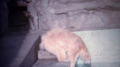 1956: Polar bear pawing and drinking pool swimming water at zoo.