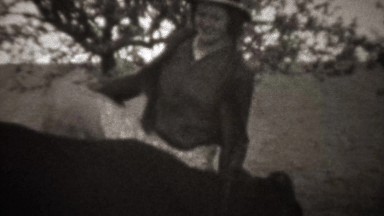 1946: Teenager attempts to ride a domestic farm cow like a horse.