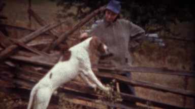 1946: Women petting shorthaired pointer hunting dog standing on fence.