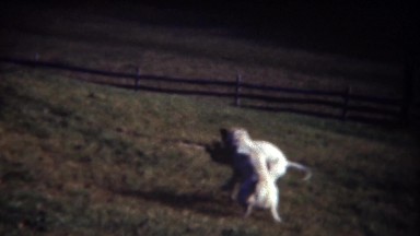 1947: Hunting springer spaniel dogs wrestling fighting in backyard.