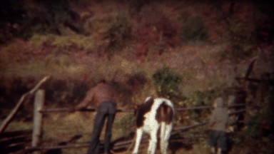 1946: Man taking down fence to move cow to greener pastures.