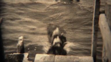 1936: Dog Jumping Off Pier Into Lake Water For a Swim, Tryon, North Carolina