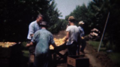 1946: Orange fruit field harvesting sorting center boxing up good ones. SAN