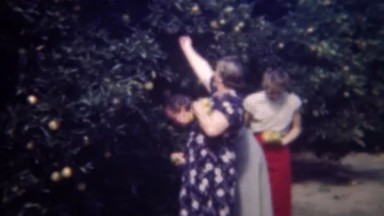 1947: Women family picking orange fruit from orchard tree.