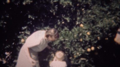 1947: Child picking orange fruit in mother's supervision.