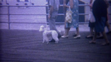 1962: Standard poodle walking down ocean beach boardwalk.