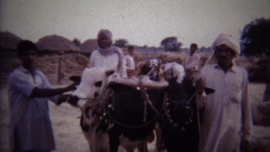 1973: Proud turban arab men cow ranchers middle eastern.