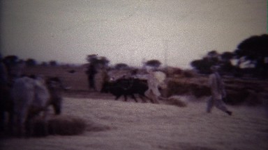 1973: Arab men running herding cows hot dry rural farm.