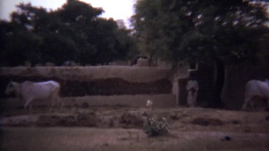 1973: Arab boy herding cow rural farm dry desert middle east.