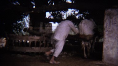 1973: Man helping tired blindfolded cow power primitive factory.