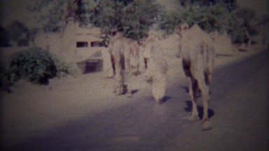 1973: Camel train crossing road lead by young arab boy.