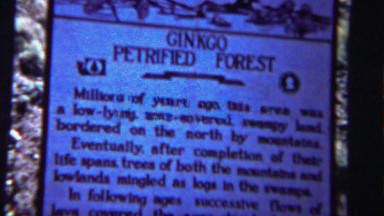 1954: Ginkgo Petrified Forest Sign Fossils Rocks Tour Museum