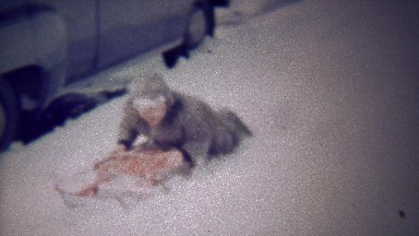 1954: Boy has trouble moving winter snow steel runner sled sidewalk.