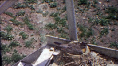 1958: Robin bird nest nursing blue eggs fire escape building.