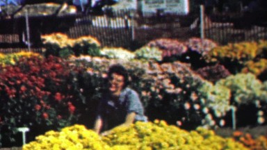 1961: Woman Gardener Tending Big Colorful Flower Garden in Lawrence, Kansas