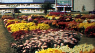 1961: Colorful Flower Garden in Full Bright Bloom Summer Peak