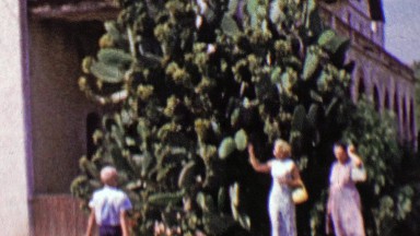 1962: Cactus tree Santa Ines Mission arch style columned walls.