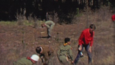 1967: Boy scouts reforestation planting trees digging holes in forest.