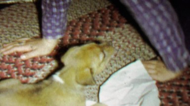 1967: Cute puppy tears paper napkin towel to shreds.
