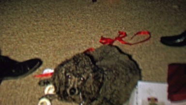 1961: Loving poodle dog comes to master for needed petting.