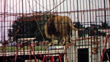 1967: Circus Performance Lion Balances Highwire Tightrope