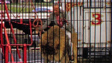 1967: Carnival Trainer Riding Adult Tamed Lion Like a Horse