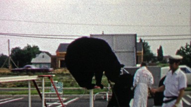 1967: Circus black bear showboat stands on tiny pedestal.