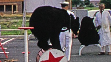 1967: Circus black bear balancing round wheelbarrow performance.