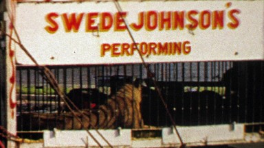 1967: Swede Johnson's Circus Tiger Behind Iron Bars in Roanoke, Virginia