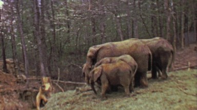 1964: Pack of elephants eating food in eastern USA forest habitat.