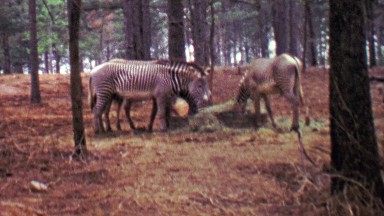 1964: Zebras eating hay in southern USA wooded forest habitat.