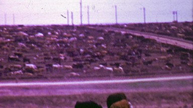 1964: Cow factory farm stockades fenced in animals.