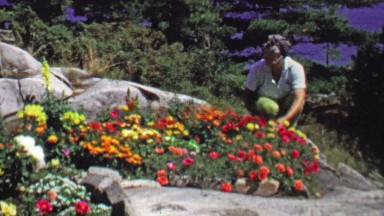 1961: Women gardening flower bed peeking out of rocky landscape.