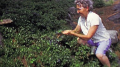 1961: Senior woman picking wild blueberry bush on hiking trail.