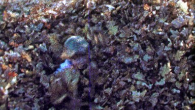1967: Boy reveals himself from hiding autumn fallen leaf pile.