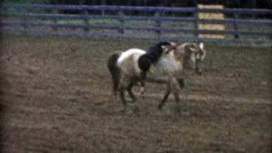 1955: Rodeo comedy routine horse and man fall down and play dead.
