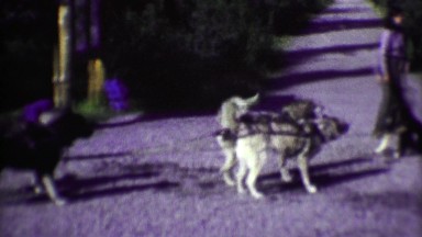 1974: Summer park ranger sled dog demonstration with pack animals.