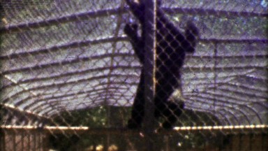 1957: Black Bear Climbing Chain-Linked Fence at Inhumane Old Zoo