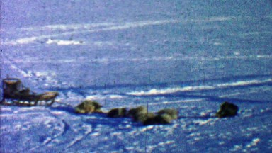 1957: Sled dogs resting after long day of pulling selfish human.