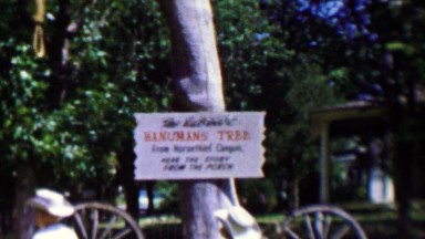 1959: Hangman's Tree Rope Nooses Dangle from Creepy Tree