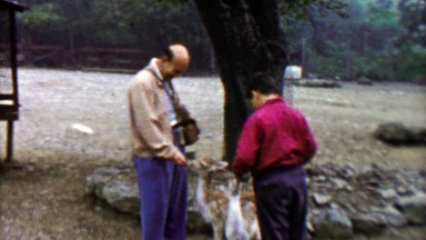 1961: Dad son feeding cute baby fawn deer at Pocono Wild Animal Farm.