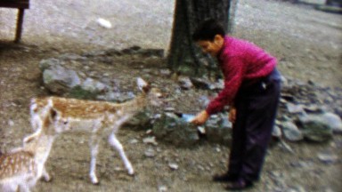 1961: Boy Feeding Adorable Fawn Deer With Baby Bottle at Pocono Wild Animal