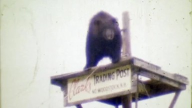 1964: Clark's Trading Post Black Bear Performer Waiting to Walk Tightrope.