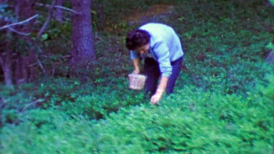 1964: Woman Picking Wild Blueberries from Bushes in the Forest.