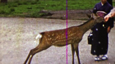 1951: US Army Man Feeding Deer with Japanese Woman Supervising