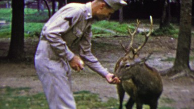 1951: Military soldier feeding tame friendly whitetail deer at Nara Temple.