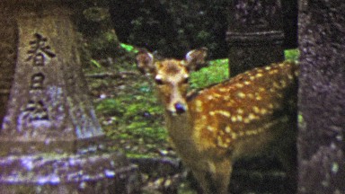 1951: Sacred holy whitetail deer ancient gravestone ruins Nara Temple.